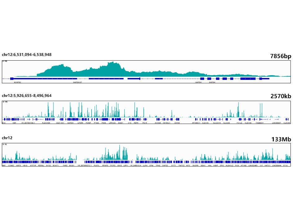 DiMethyl-Histone H3-K4 Rabbit monoclonal antibody