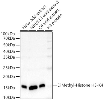 DiMethyl-Histone H3-K4 Rabbit monoclonal antibody