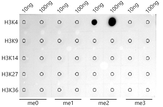 DiMethyl-Histone H3-K4 Rabbit monoclonal antibody