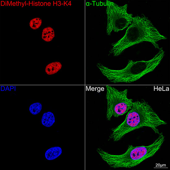 DiMethyl-Histone H3-K4 Rabbit monoclonal antibody