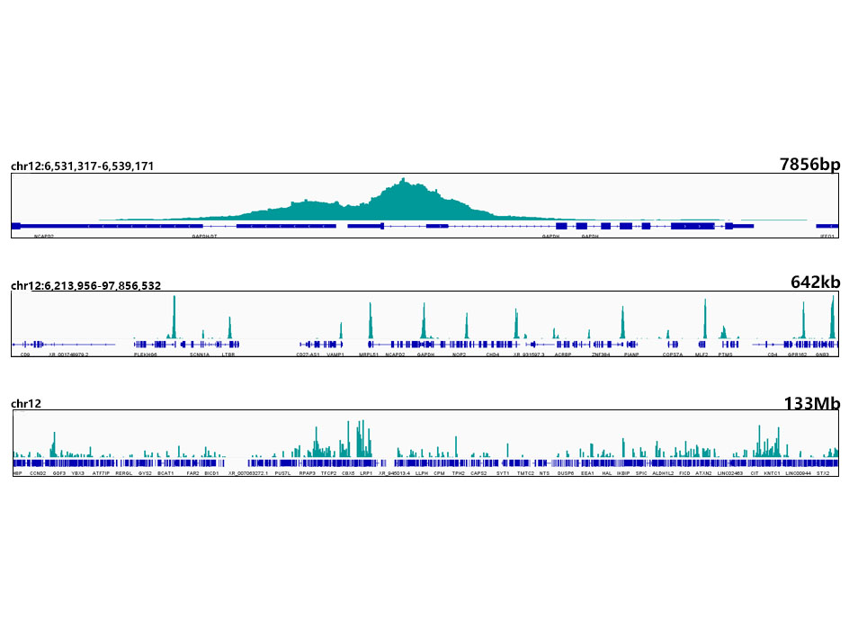 TriMethyl-Histone H3-K4 Rabbit monoclonal antibody