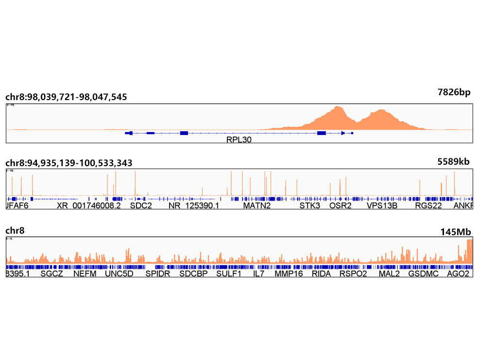 TriMethyl-Histone H3-K4 Rabbit monoclonal antibody