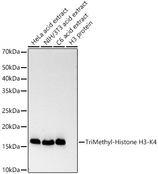 TriMethyl-Histone H3-K4 Rabbit monoclonal antibody