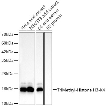 TriMethyl-Histone H3-K4 Rabbit monoclonal antibody