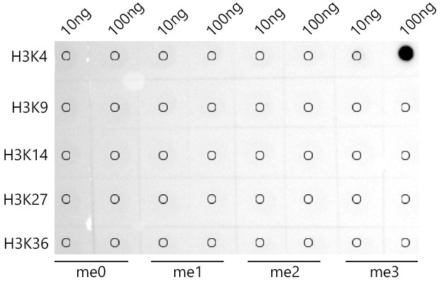 TriMethyl-Histone H3-K4 Rabbit monoclonal antibody