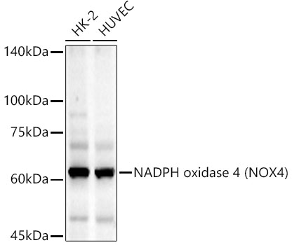 NADPH oxidase 4 (NOX4) Rabbit monoclonal antibody
