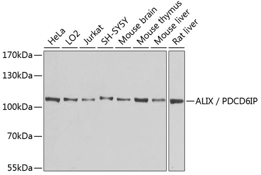 ALIX / PDCD6IP Rabbit polyclonal antibody