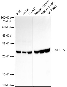 NDUFS3 Rabbit monoclonal antibody