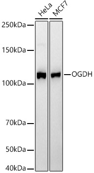 OGDH Rabbit monoclonal antibody