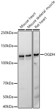 OGDH Rabbit monoclonal antibody