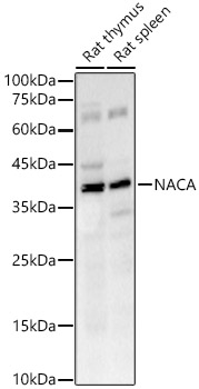 NACA Rabbit monoclonal antibody