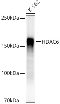 HDAC6 Rabbit mAb