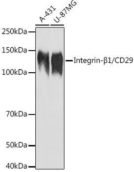 Integrin-β1/CD29 Rabbit pAb