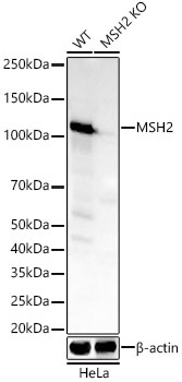 [KO Validated] MSH2 Rabbit monoclonal antibody