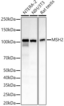 [KO Validated] MSH2 Rabbit monoclonal antibody