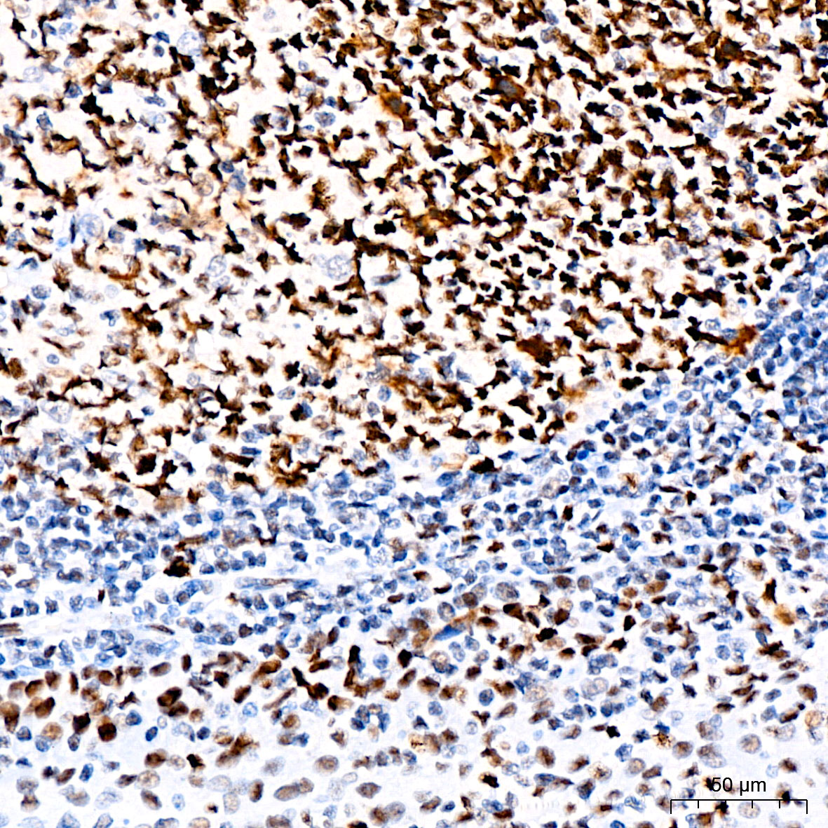 [KO Validated] MSH2 Rabbit monoclonal antibody