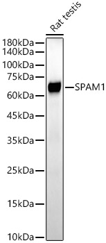 SPAM1 Rabbit monoclonal antibody