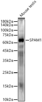 SPAM1 Rabbit monoclonal antibody