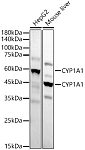 Western blot - CYP1A1 Rabbit mAb (A22182)
