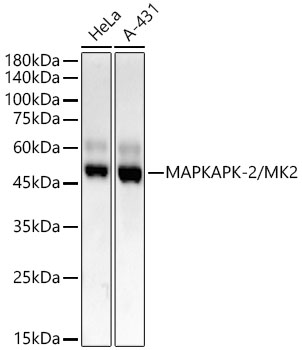MAPKAPK-2/MK2 Rabbit mAb