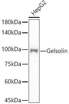 [KD Validated] Gelsolin Rabbit monoclonal antibody