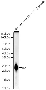 IL2 Rabbit monoclonal antibody