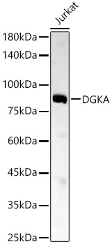 DGKA Rabbit monoclonal antibody