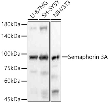 Semaphorin 3A Rabbit monoclonal antibody