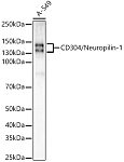 Western blot - Neuropilin-1 (NRP1) Rabbit mAb (A22213)