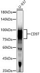 Western blot - CD97 Rabbit mAb (A22218)