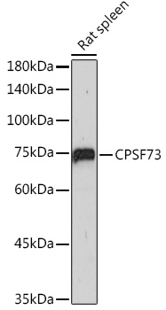 CPSF73 Rabbit monoclonal antibody
