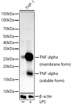 TNF-A Alpha Rabbit monoclonal antibody