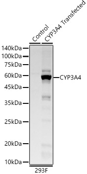 CYP3A4 Rabbit monoclonal antibody