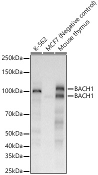 BACH1 Rabbit monoclonal antibody