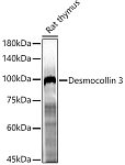 Western blot - Desmocollin 3 Rabbit pAb (A22232)