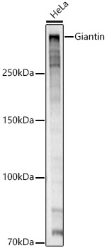 Giantin Rabbit polyclonal antibody