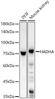 HADHA Rabbit polyclonal antibody