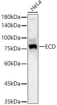 ECD Rabbit polyclonal antibody