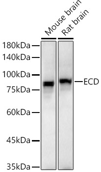ECD Rabbit polyclonal antibody