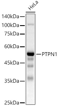 [KO Validated] PTPN1 Rabbit polyclonal antibody