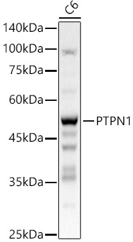 [KO Validated] PTPN1 Rabbit polyclonal antibody