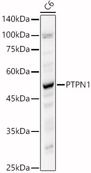 [KO Validated] PTPN1 Rabbit polyclonal antibody