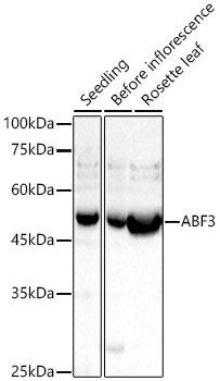 ABF3 Rabbit polyclonal antibody