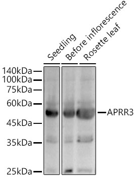 APRR3 Rabbit polyclonal antibody