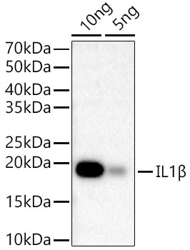 IL1B Beta Rabbit monoclonal antibody