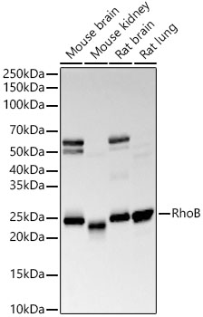RhoB Rabbit monoclonal antibody