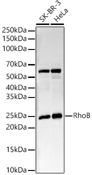 RhoB Rabbit monoclonal antibody