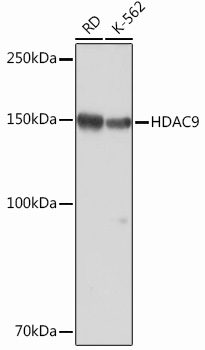 HDAC9 Rabbit monoclonal antibody