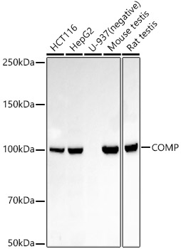 COMP Rabbit mAb