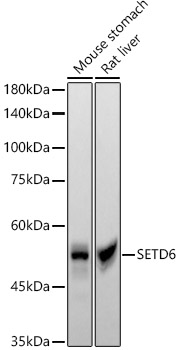 SETD6 Rabbit monoclonal antibody